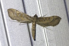 Hydriris chalybitis