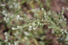 Cryptantha clevelandii