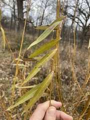 Salix × fragilis vitellina