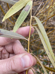 Salix × fragilis vitellina