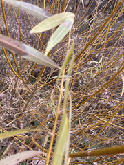 Salix × fragilis vitellina