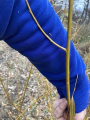 Salix × fragilis vitellina