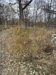 Salix × fragilis vitellina