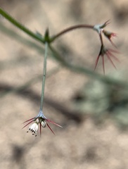 Acanthoscyphus parishii cienegensis