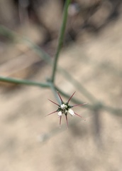 Acanthoscyphus parishii cienegensis