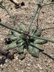 Acanthoscyphus parishii cienegensis