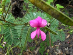 Tephrosia glomeruliflora
