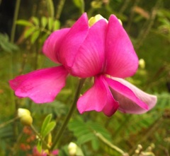 Tephrosia glomeruliflora