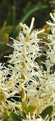 Orites lancifolius