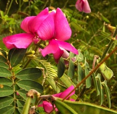 Tephrosia glomeruliflora