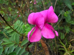 Tephrosia glomeruliflora