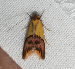 Hemibela oxyptera