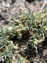 Astragalus kentrophyta ungulatus