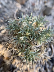 Astragalus kentrophyta ungulatus