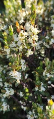 Pimelea axiflora alpina