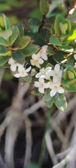 Pimelea axiflora alpina