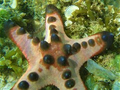 Protoreaster nodosus