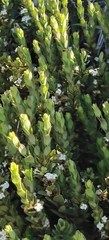 Pimelea axiflora alpina