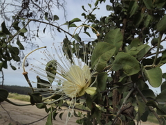 Capparis canescens