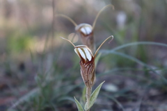 Pterostylis hamiltonii