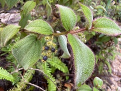 Miconia dependens