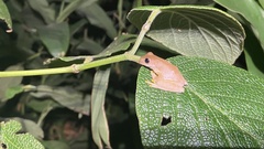 Ptychohyla euthysanota