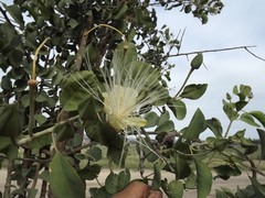 Capparis canescens