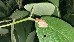 Ptychohyla euthysanota