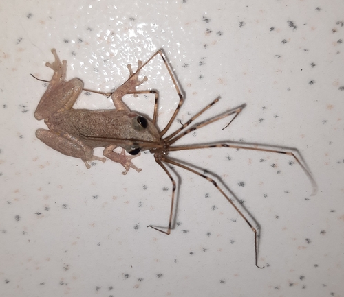 Venezuela Snouted Treefrog, Scinax x-signatus
