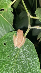 Ptychohyla euthysanota