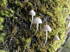 Mycena murina
