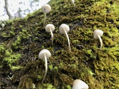 Mycena murina