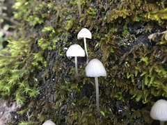 Mycena murina