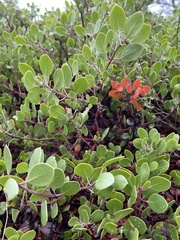 Arctostaphylos hookeri