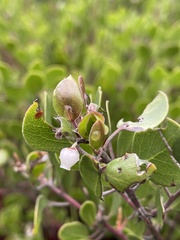 Arctostaphylos hookeri