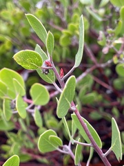 Arctostaphylos hookeri