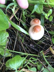 Lepiota neophana