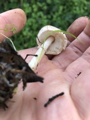 Lepiota neophana