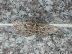 Megabiston plumosaria