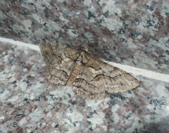 Megabiston plumosaria