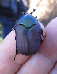 Heterocotinis semiopaca