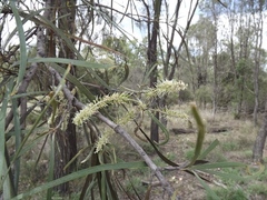 Grevillea striata