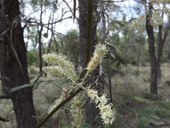 Grevillea striata
