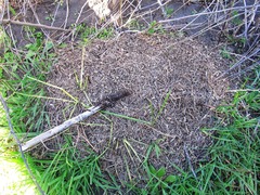 Heterocotinis semiopaca