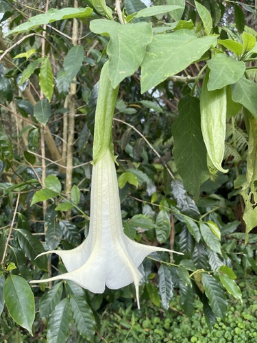 Brugmansia suaveolens, 2021-12-30