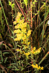 Solidago odora odora