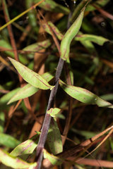 Solidago odora odora