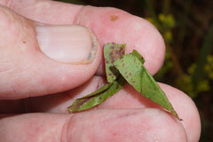 Solidago odora odora