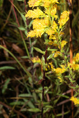 Solidago odora odora