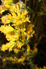 Solidago odora odora